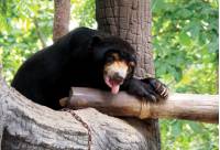 Asiatic Black Bears in the Free The Bears Sanctuary Cambodia |  <i>Scott Pinnegar</i>