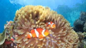 Anemone Clown Fish Raja Ampat,SergeUWPhoto The diversity and colour of the 'Coral Triangle'