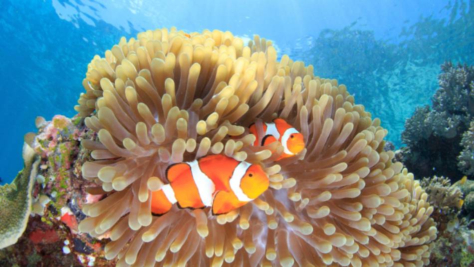 The diversity and colour of the 'Coral Triangle'