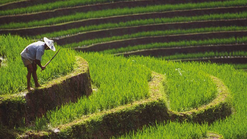 Farmer working in a rice terrace, Bali, Indonesia