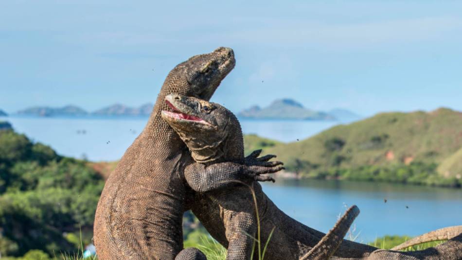 A visit to see the Komodo Dragon's in Indonesia is an unforgettable experience