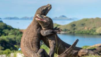 Komodo Dragons Indonesia,Shutterstock - Sergey Uryadnikov A visit to see the Komodo Dragon's in Indonesia is an unforgettable experience