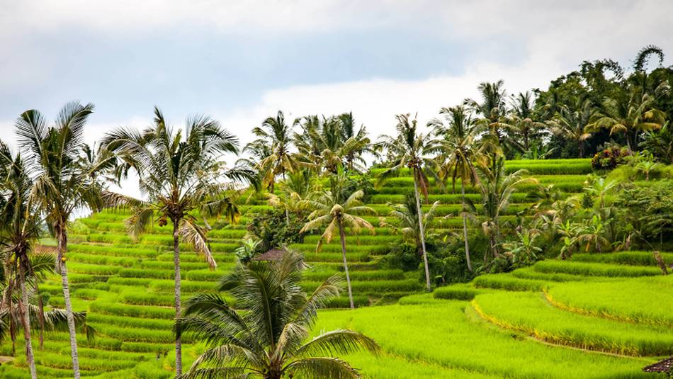 Rice paddy terraces of Indonesia
