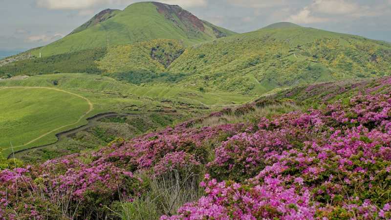 Azalea-covered Mount Eboshidake, Japan