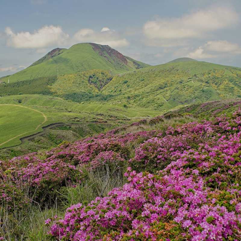 Azalea-covered Mount Eboshidake, Japan