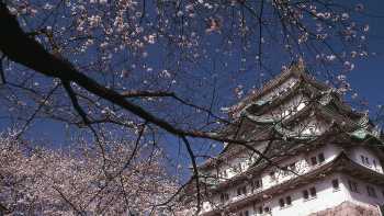 Cherry Blossom + temple,Richard I'Anson Japan's famous cherry blossom trees compliment the ancient Japanese architecture.