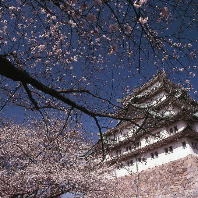 Japan's famous cherry blossom trees compliment the ancient Japanese architecture. | Richard I'Anson