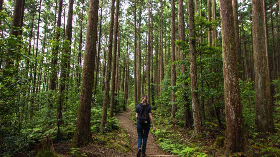 Hiker on the Kumano Kodo
