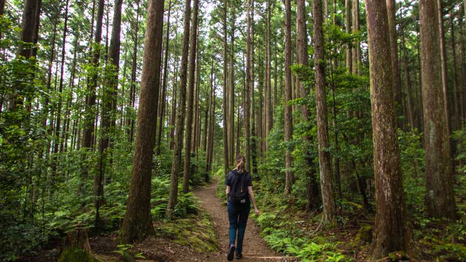 Hiker on the Kumano Kodo