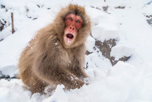 Snow monkey in Jigokudani Monkey Park&#160;-&#160;<i>Photo:&#160;Felipe Romero Beltran</i>