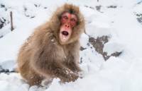 Snow monkey in Jigokudani Monkey Park, Japan |  <i>Felipe Romero Beltran</i>