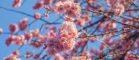 Peach Blossoms in Kitano Tenmangu Shrine | Felipe Romero Beltran