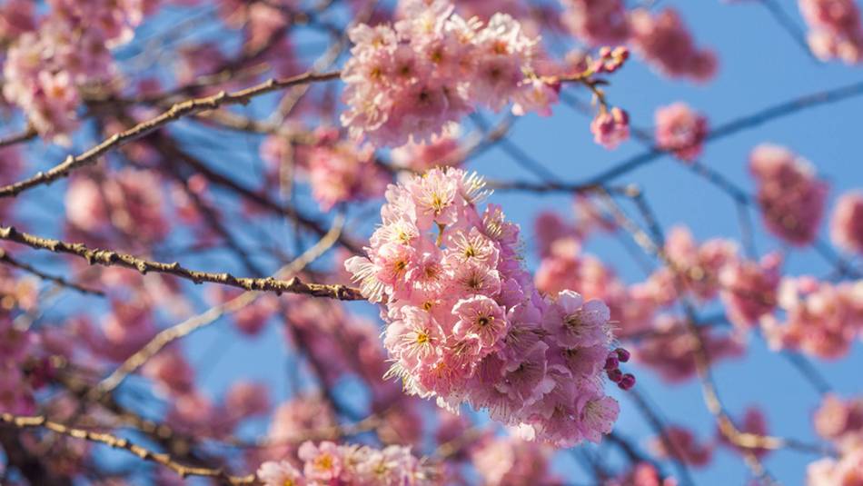 Peach Blossoms in Kitano Tenmangu Shrine | Felipe Romero Beltran