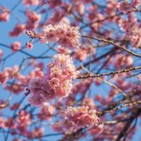 Peach Blossoms in Kitano Tenmangu Shrine | Felipe Romero Beltran