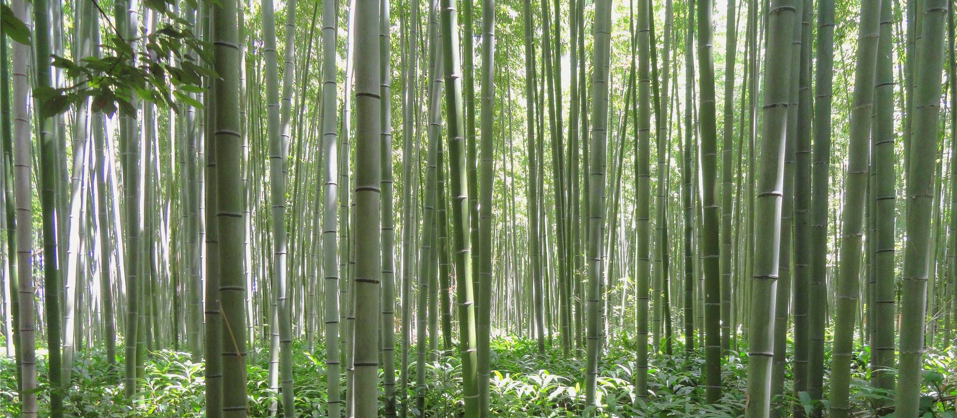 Тропический лес с бамбуком