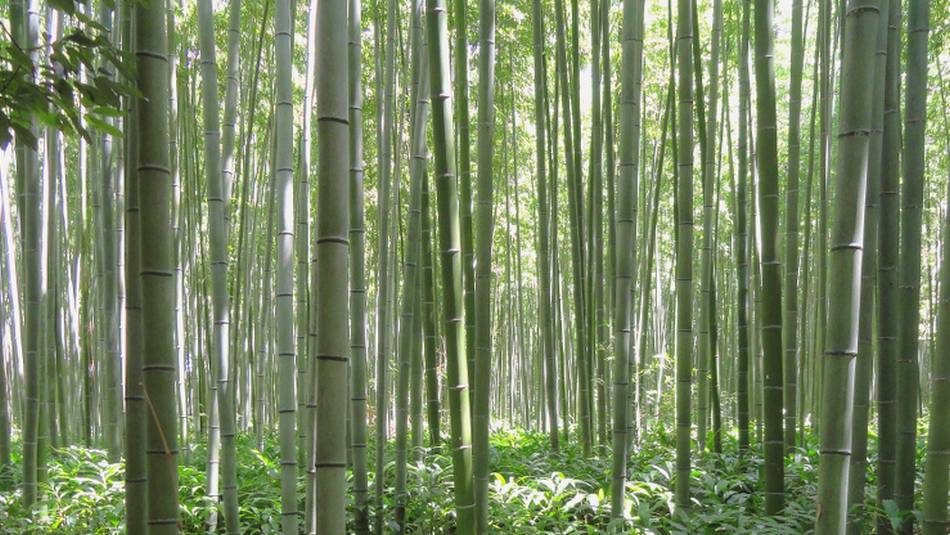 Walking through peaceful bamboo forests.
