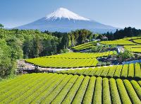 You will enjoy amazing views of Mount Fuji on our Backroads of Japan trip -  Photo: Istock photos