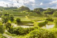 Stunning terraced rice fields near Azuka, Japan
