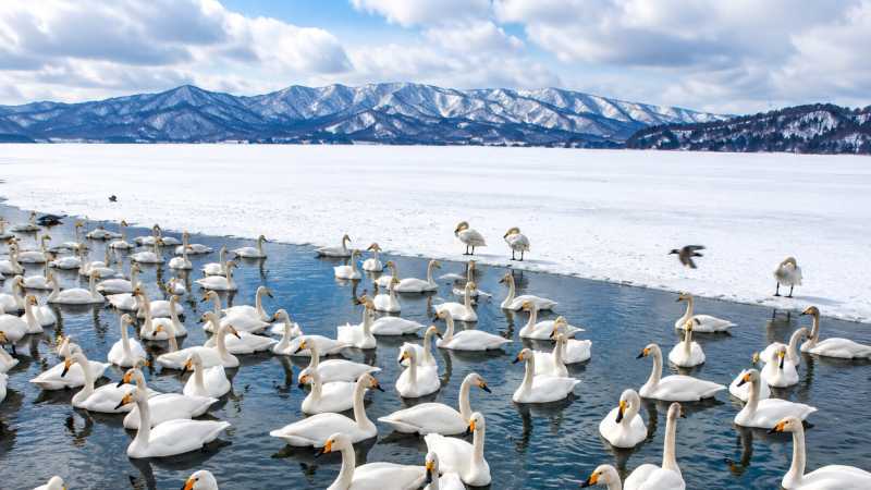 Whooper Swans on Lake Kussharo in the Aka-Masu Natinal Park, Hokkaido - Hokkaido Winter Explorer, Japan