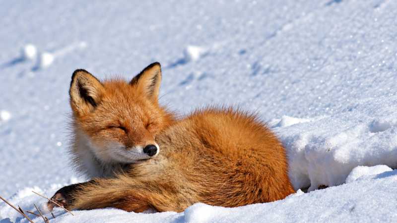 Winter wildlife, Hokkaido - Hokkaido Winter Explorer, Japan