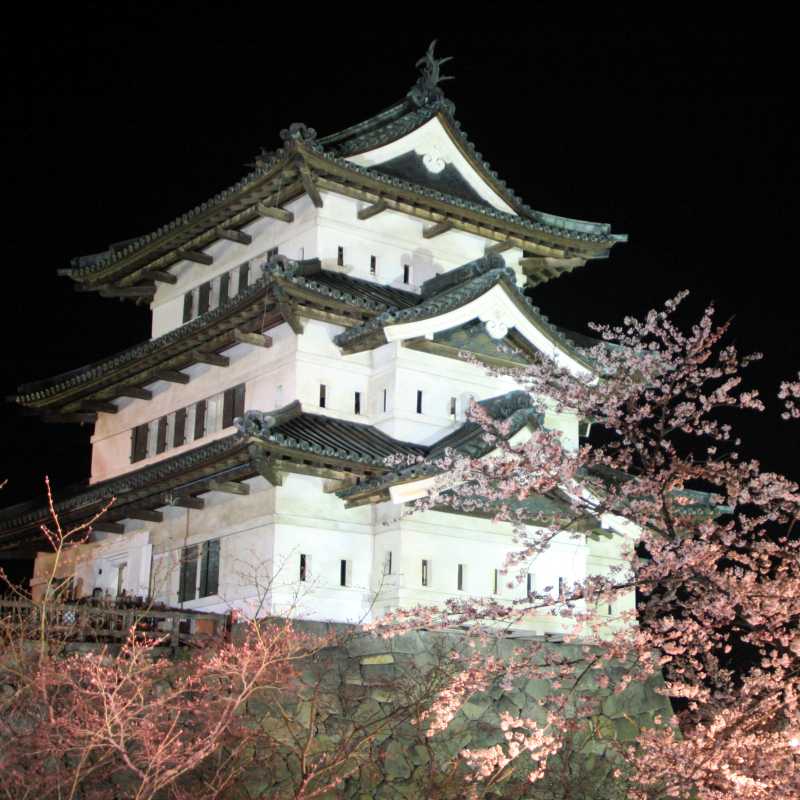 Evening view of the cherry blossom at Hirosaki Castle | Kojin