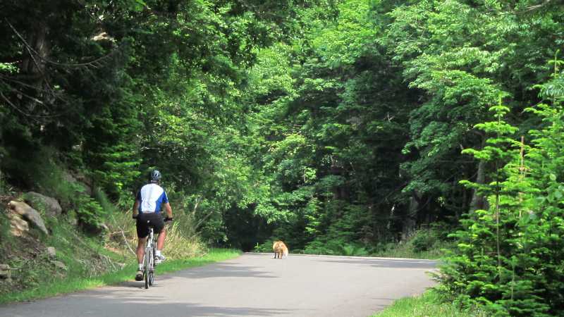 An ezo red fox trots across in front of riders, Hokkaido, Japan