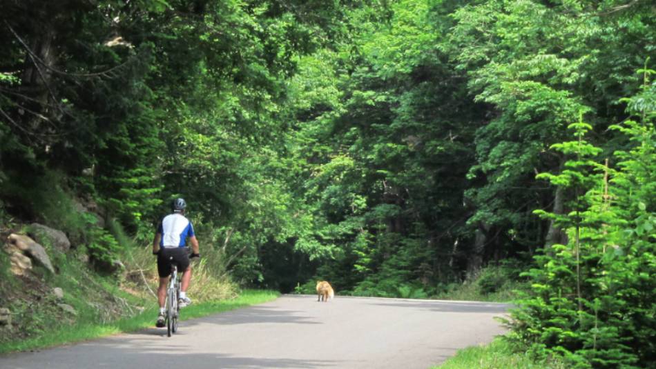 An ezo red fox trots across in front of riders, Hokkaido, Japan