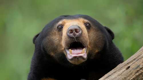 Bear in Laos | Alex Cearns