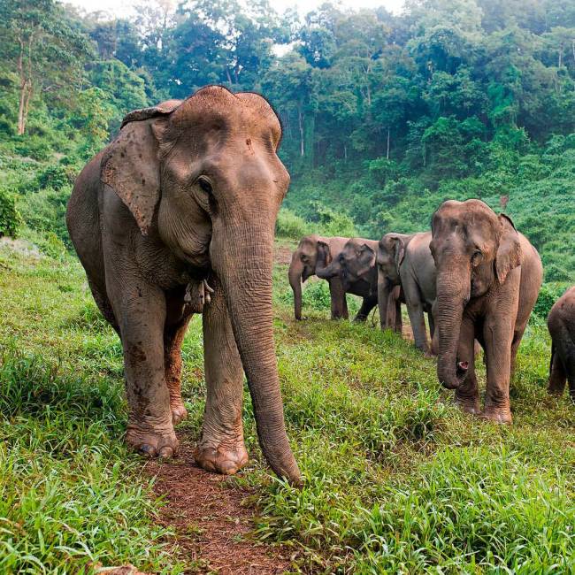 Witness Asian elephants in their natural habitat at Elephant Conservation Center, Sayaboury, Laos