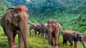 Witness Asian elephants in their natural habitat at Elephant Conservation Center, Sayaboury, Laos