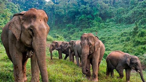 Witness Asian elephants in their natural habitat at Elephant Conservation Center, Sayaboury, Laos