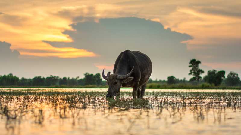 Water buffalo grazing at sunset, Laos