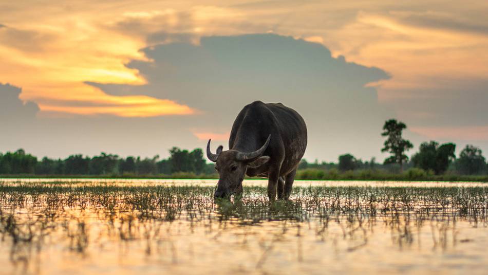 Water buffalo grazing at sunset, Laos