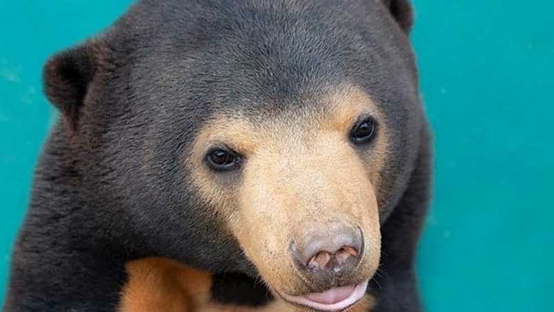 Sun Bear by Alex Cearns OAM | Alex Cearns OAM