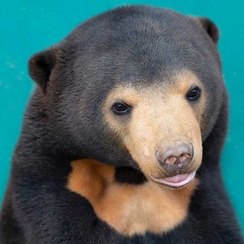 Sun Bear by Alex Cearns OAM | Alex Cearns OAM