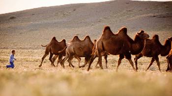 A young Mongolian boy herds Bactrian camels