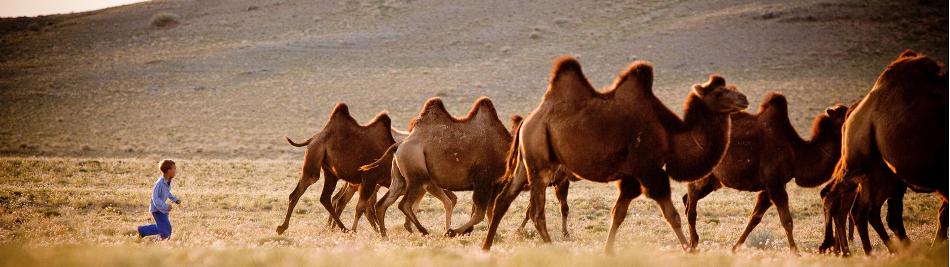 A young Mongolian boy herds Bactrian camels -  Photo: Cam Cope
