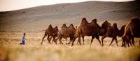 A young Mongolian boy herds Bactrian camels | Cam Cope