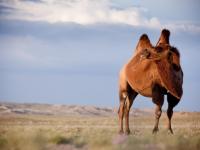 Bactrian camel on the steppe in Mongolia -  Photo: Cam Cope