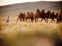 A young Mongolian boy herds Bactrian camels -  Photo: Cam Cope