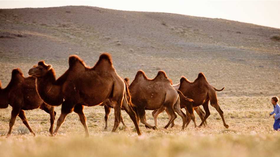 A young Mongolian boy herds Bactrian camels | Cam Cope