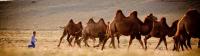 A young Mongolian boy herds Bactrian camels |  <i>Cam Cope</i>