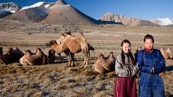 Local herders with their camels on the Mongolian steppe