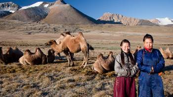 Bactrian Camels And Local People,Cam Cope Local herders with their camels on the Mongolian steppe