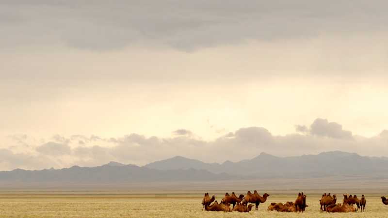Camels resting on the vast Mongolian steppe - Mongolia: Fossils, Landscapes & Lost Worlds with Sally Hurst, Mongolia