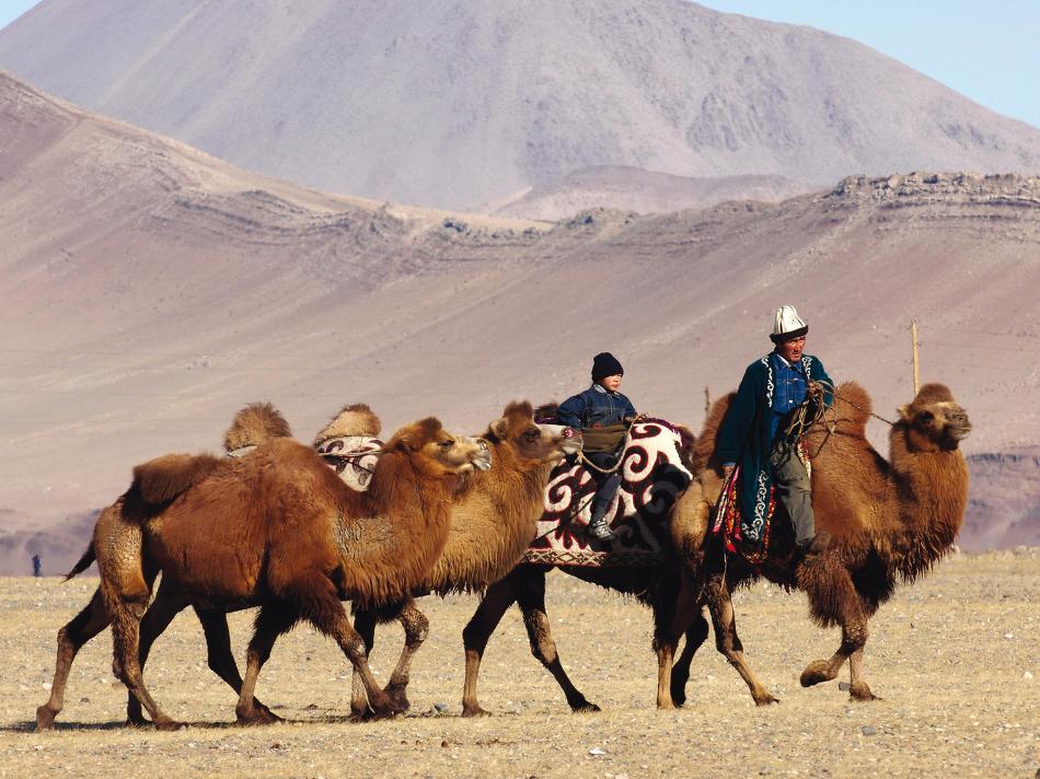 A traditional Mongolian camel herder -  Photo: Campbell Bridge