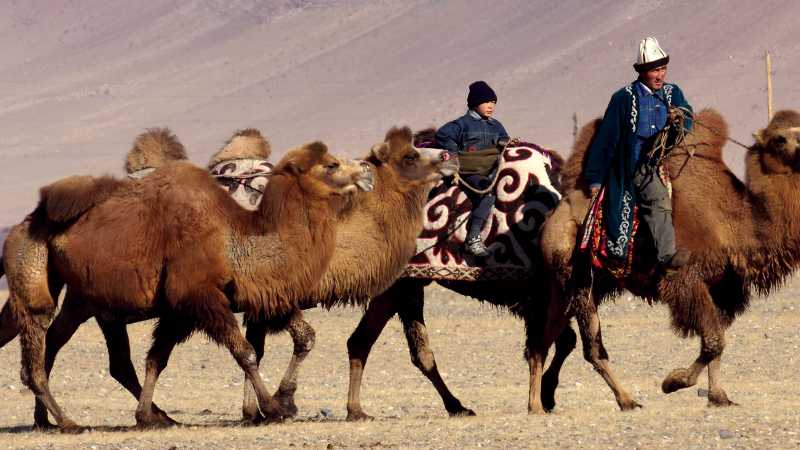 A traditional Mongolian camel herder | Campbell Bridge