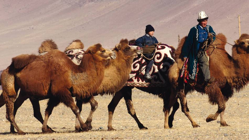 A traditional Mongolian camel herder | Campbell Bridge
