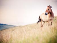 Mongolian Wild Horse (Takhi) -  Photo: Cam Cope
