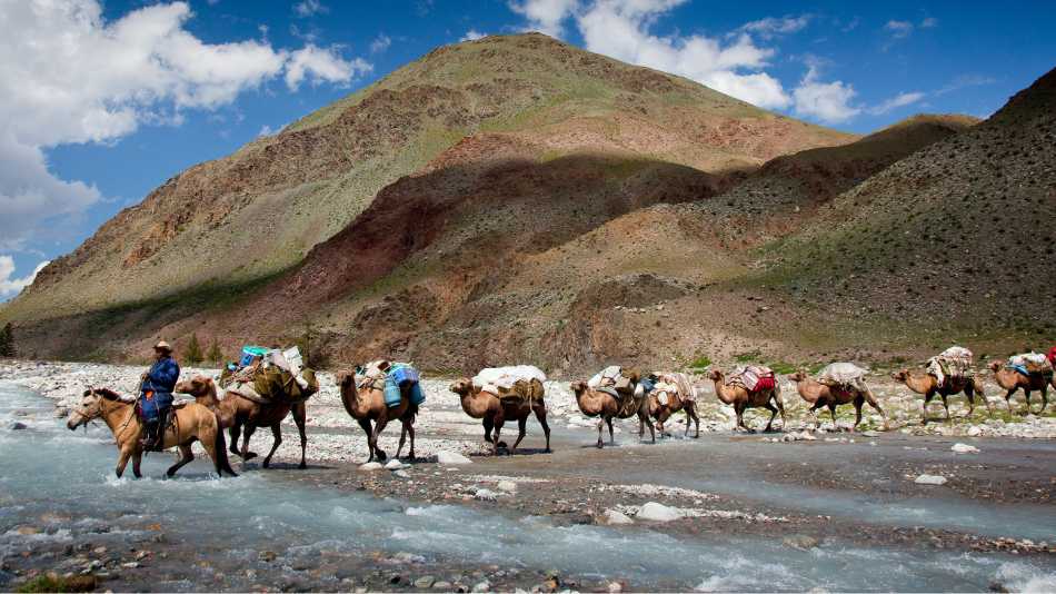 Camel crossing while on tour in Mongolia | Cam Cope